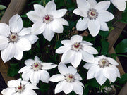 CLEMATIDE CLEMATIS MISS BATEMAN VASO 16CM