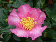 CAMELIA SASANQUA CLEOPATRA VASO 17CM