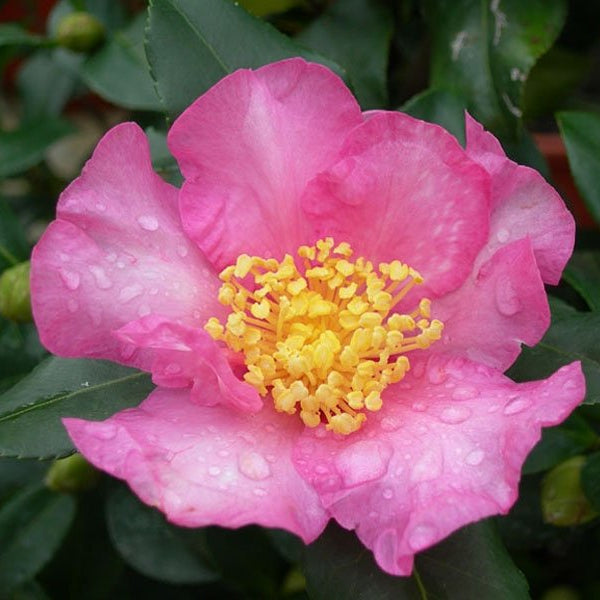 CAMELIA SASANQUA CLEOPATRA VASO 17CM