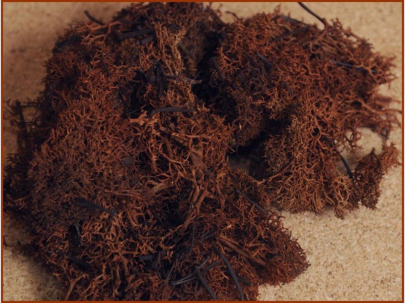 MUSCHIO LICHENE 30GR MARRONE