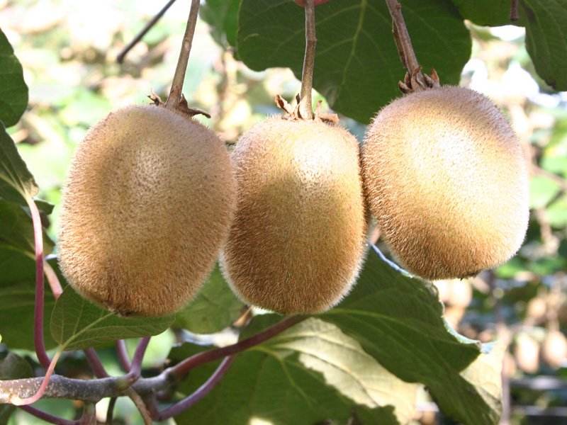 KIWI ACTINIDIA HAYWARD (1 PIANTA FEMMINA)