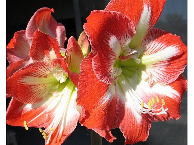 AMARYLLIS STRIATO ROSSO E BIANCO (CONFEZIONE DA 1 BULBO)