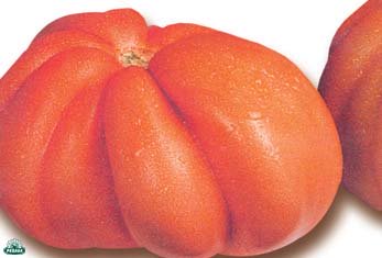 1 PIANTA IN VASO Ø 10CM DI POMODORO CUORE LIGURE ORTOMIO