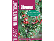 BUSTINA CON SEMI DI COTOGNASTRO