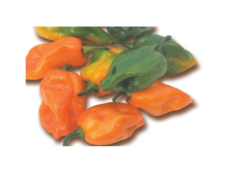 PIANTA DI PEPERONCINO HABANERO ARANCIO (IN VASO Ø 14CM)