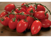 3 PIANTE IN VASO Ø10CM DI POMODORO VESUVIANO TRENDY