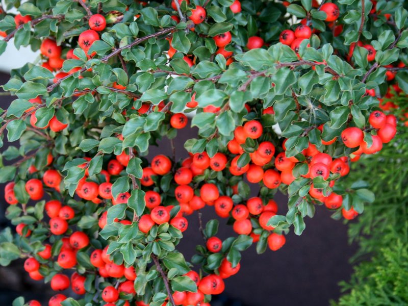 COTONEASTER CORAL BEAUTY VASO 12CM