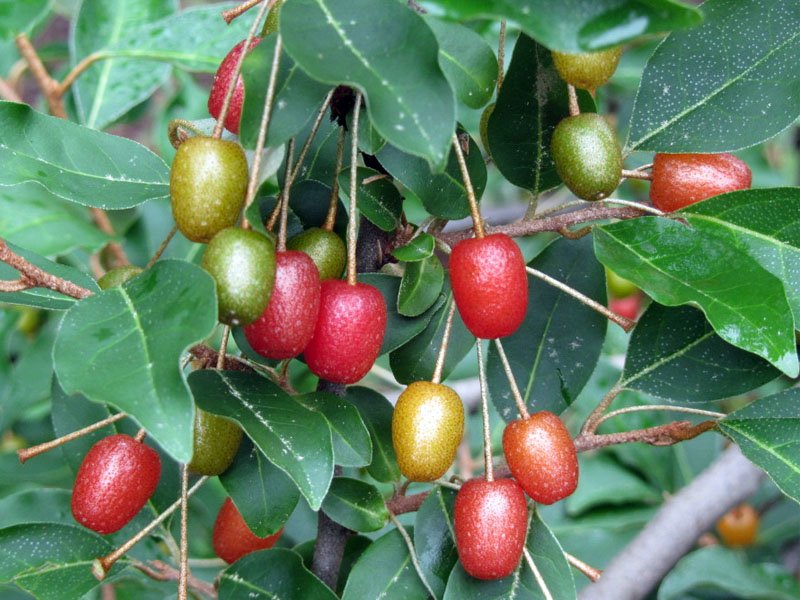 ELEAGNUS UMBELLATA IN VASO 17CM