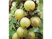 UVA SPINA BIANCA GIALLA (1 PIANTA)
