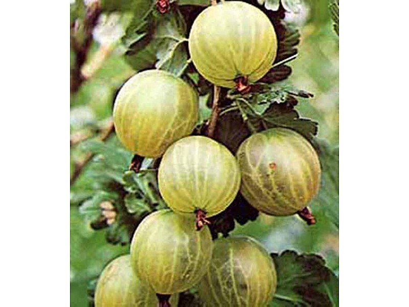 UVA SPINA BIANCA GIALLA (1 PIANTA)