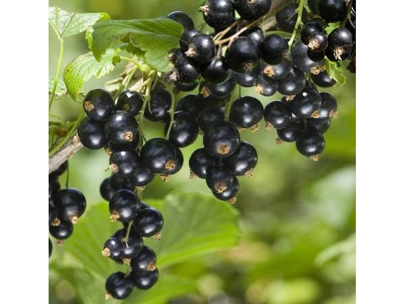 RIBES NERO NOIRE DE BOURGOGNE (1 PIANTA)