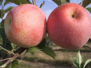 MELO FLORINA (1 PIANTA)