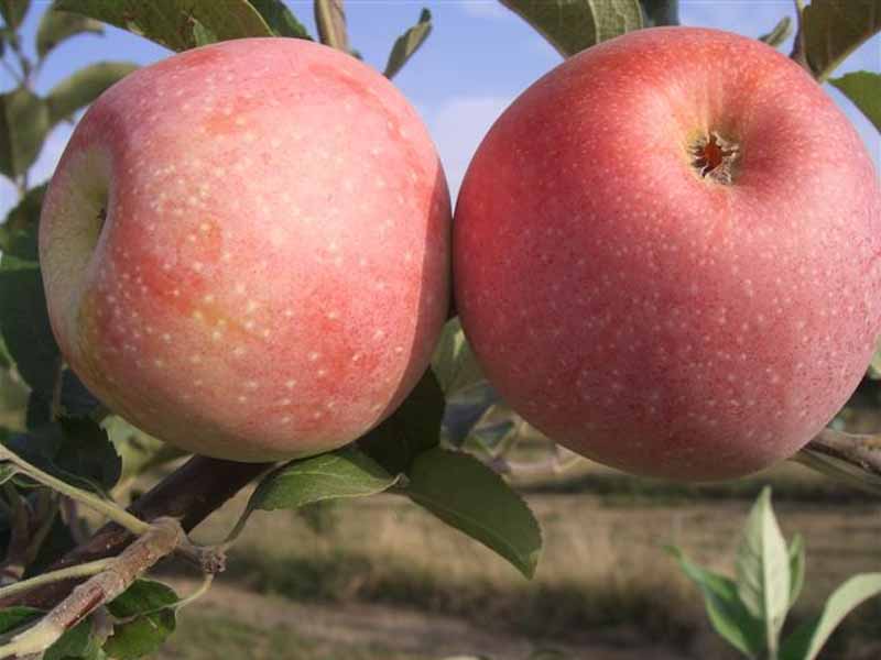 MELO FLORINA (1 PIANTA)