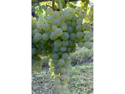 UVA LUGLIENGA  O SANT'ANNA (1 PIANTA)