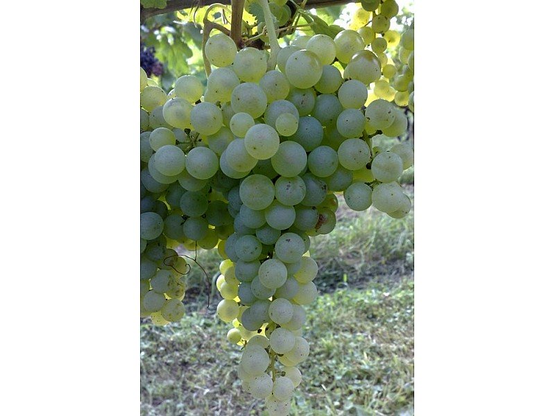 UVA LUGLIENGA LUGLIATICA O SANT'ANNA VASO 12CM