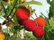 CORBEZZOLO ARBUTUS UNEDO (1 PIANTA)