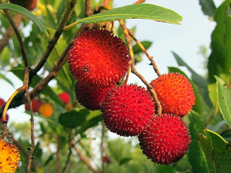 CORBEZZOLO ARBUTUS UNEDO (1 PIANTA)