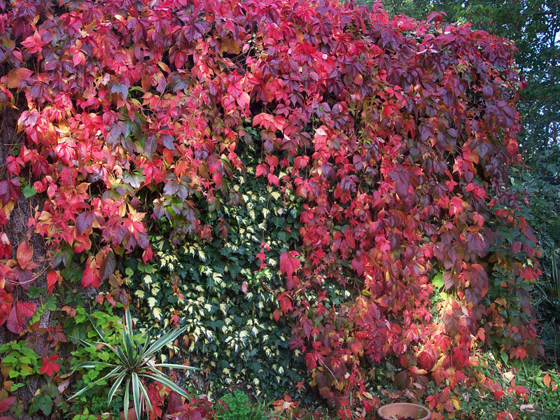 PARTHENOCISSUS QUINQUEFOLIA VASO 18CM