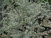 LONICERA SILVER BEAUTY (1 PIANTA)