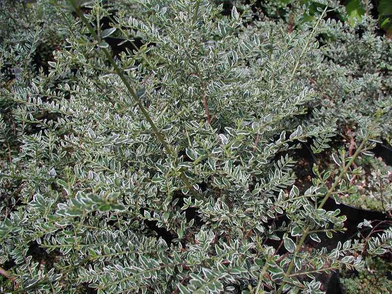 LONICERA SILVER BEAUTY (1 PIANTA)