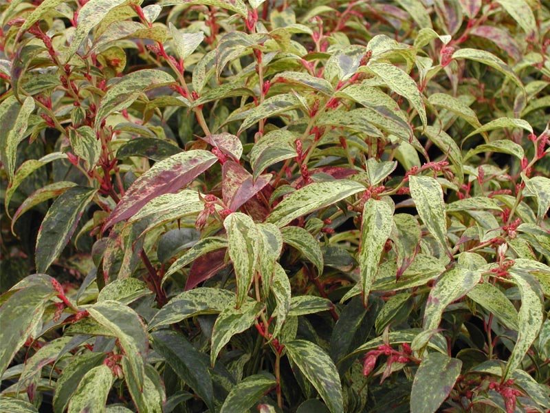 LEUCOTHOE RAINBOW VASO 25CM