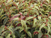 LEUCOTHOE RAINBOW VASO 17CM