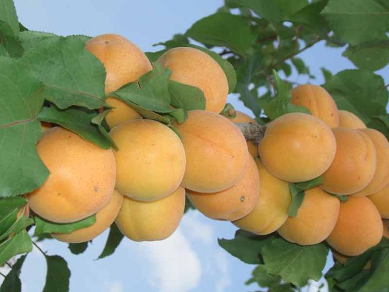 ALBICOCCO SAN CASTRESE (1 PIANTA)