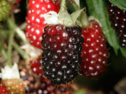 LAMPONE BOYSENBERRY PRECOCE UNIFERO (1 PIANTA)