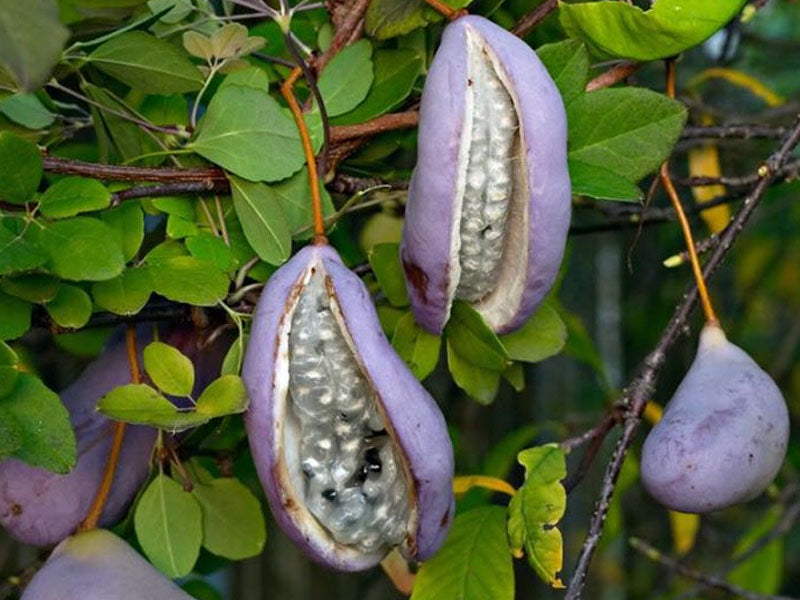 AKEBIA QUINATA (1 PIANTA)