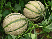 3 PIANTE IN VASO Ø10CM DI MELONE RETATO