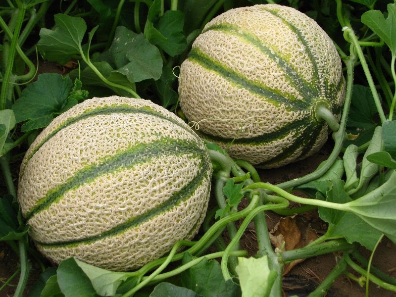 3 PIANTE IN VASO Ø10CM DI MELONE RETATO