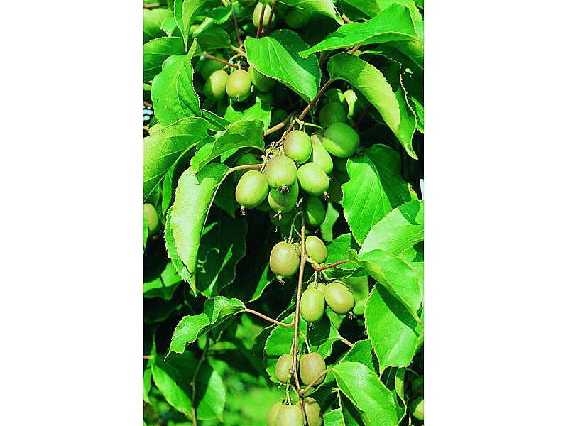 KIWI ARGUTA VERDE ISSAI AUTOFERTILE (1 PIANTA)