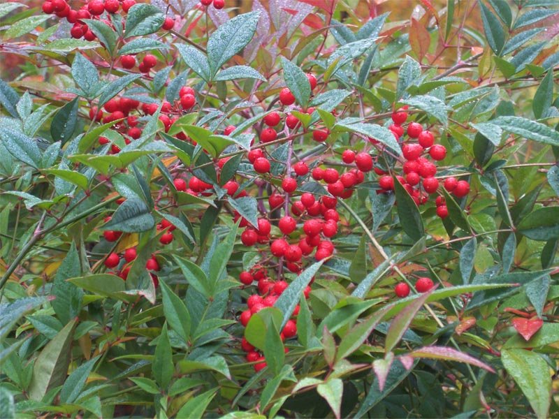 NANDINA DOMESTICA IN VASO 20CM