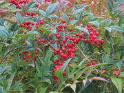 NANDINA DOMESTICA IN VASO 12CM
