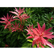 PIERIS FOREST FLAME VASO 18CM