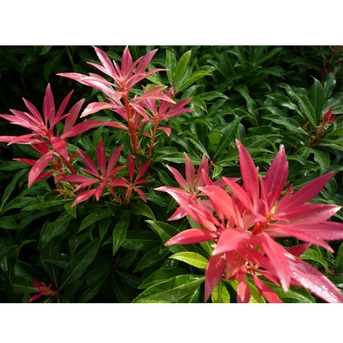 PIERIS FOREST FLAME VASO 18CM