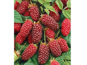 RUBUS TAYBERRY (1 PIANTA)