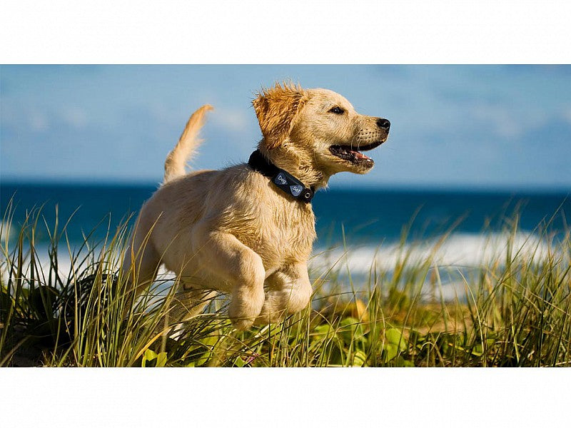 DOG SAT IL LOCALIZZATORE GPS PER CANI