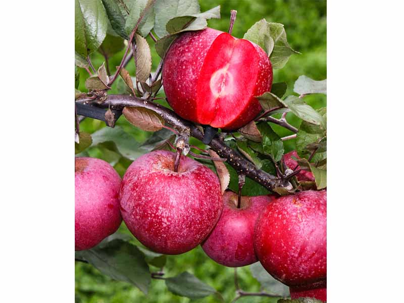 MELO POLPA ROSSA (1 PIANTA)