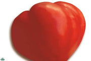 1 PIANTA IN VASO Ø 10CM DI POMODORO INNESTATO CUORE DI BUE