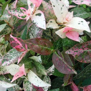 TRACHELOSPERMUM JASMIN PERSISTANT CAMELEON VASO 15CM