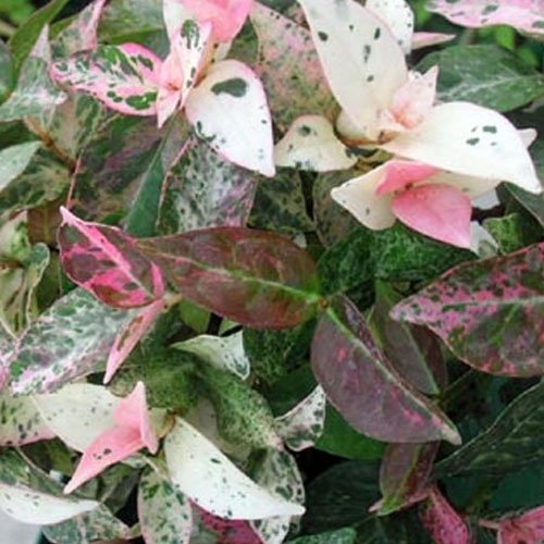 TRACHELOSPERMUM JASMIN PERSISTANT CAMELEON VASO 15CM
