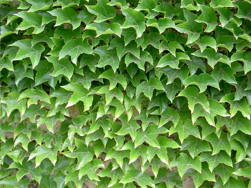 PARTHENOCISSUS QUINQUEFOLIA VASO 18CM