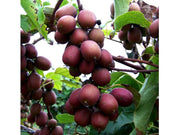 KIWI ACTINIDIA ARGUTA IMPOLLINATORE (1 PIANTA)