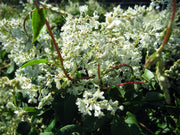 FALLOPIA AUBERTII VASO 17CM
