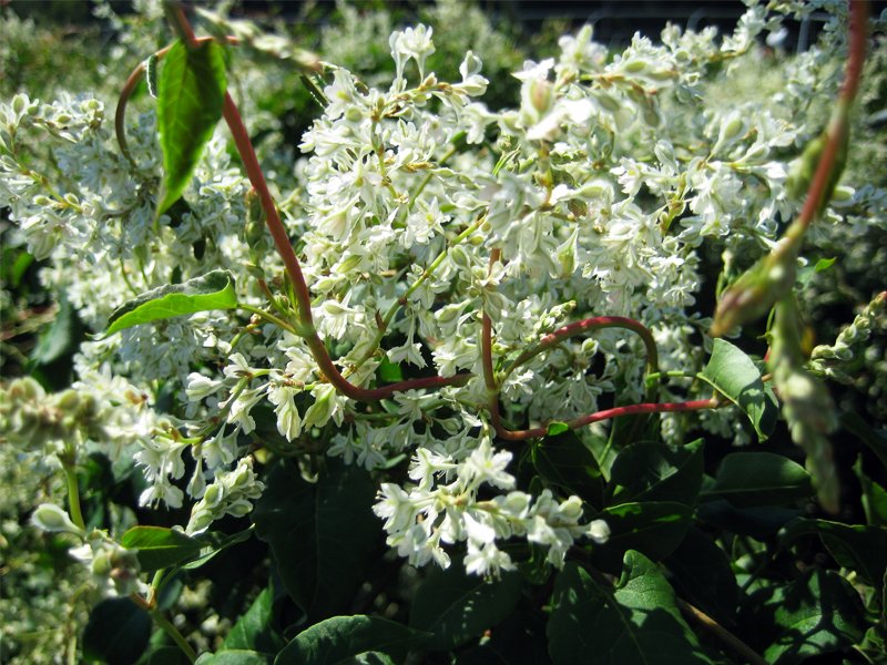 FALLOPIA AUBERTII VASO 17CM