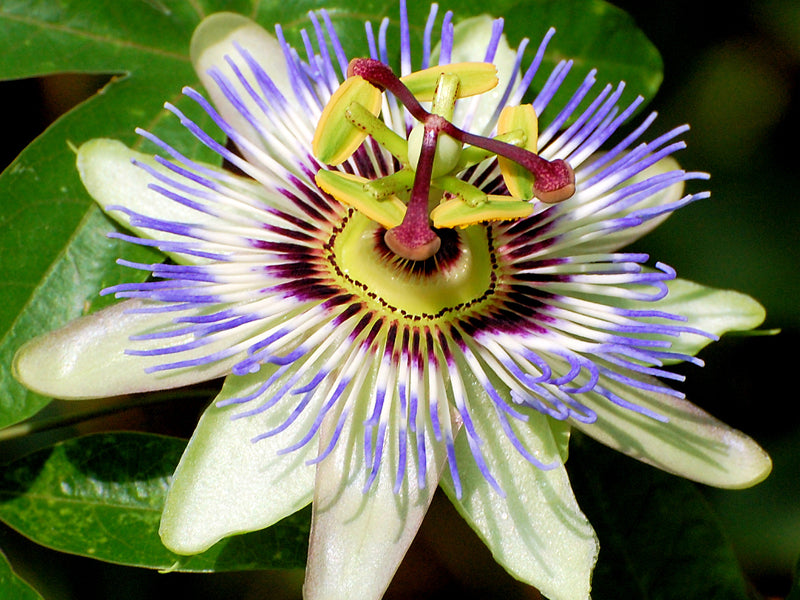 PASSIFLORA CAERULEA IN VASO 15CM