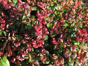 LEUCOTHOE CURLY RED IN VASO 17CM