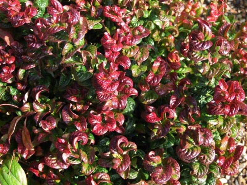LEUCOTHOE CURLY RED IN VASO 17CM