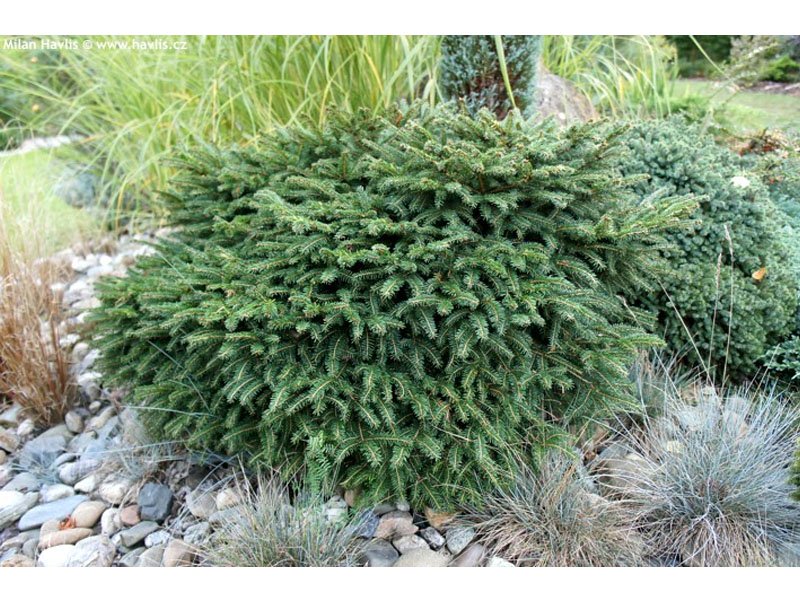 CONIFERA PICEA OMORIKA KAREL VASO 17CM
